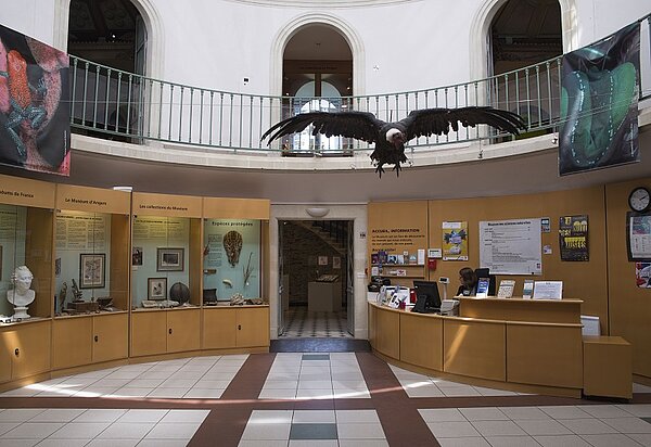 La galerie de zoologie - Muséum des Sciences Naturelles