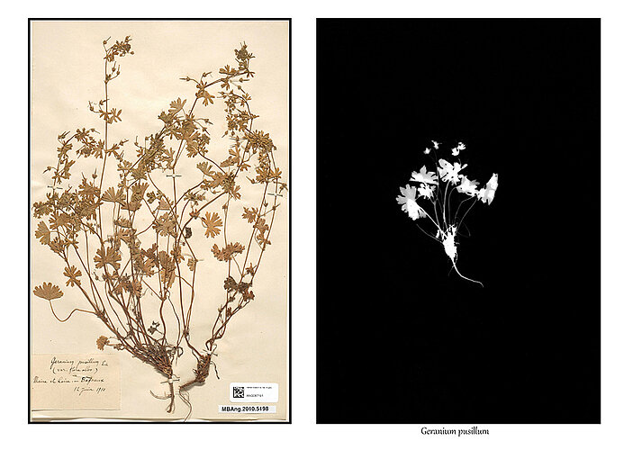 Herbier photographique, Merveilles du Maine-et-Loire, Carole Renard