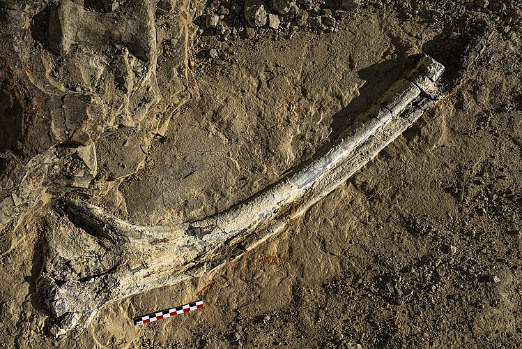 Exp&eacute;dition Wyoming : &agrave; la recherche d&rsquo;un dinosaure pour Nantes